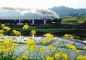 Qianwei mini steam engine train